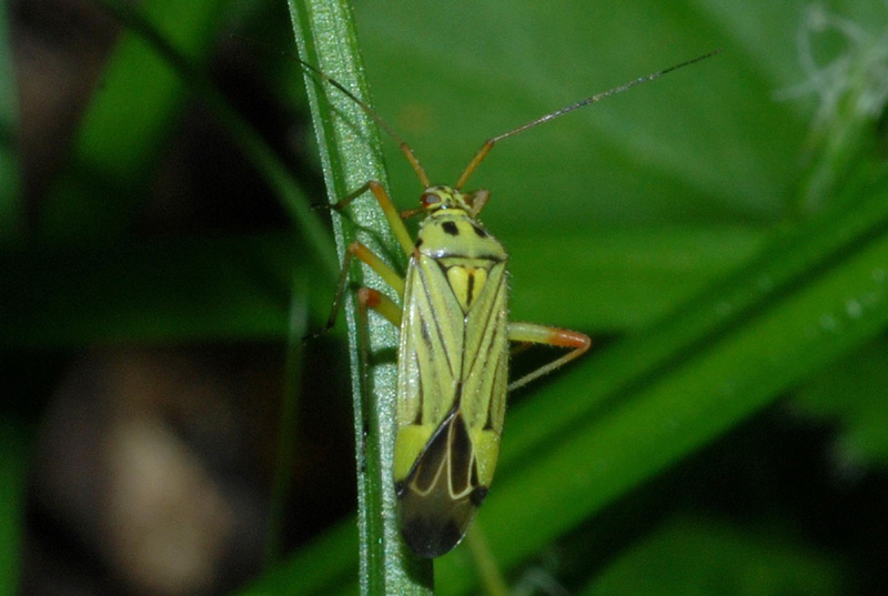 Miridae: Mermitelocerus, Closterotomus e Adelphocoris (RE)